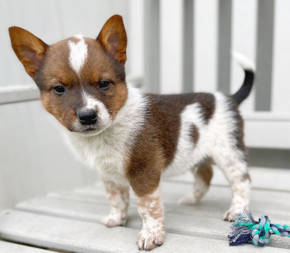 Booths Corner Pet Supply Puppy1