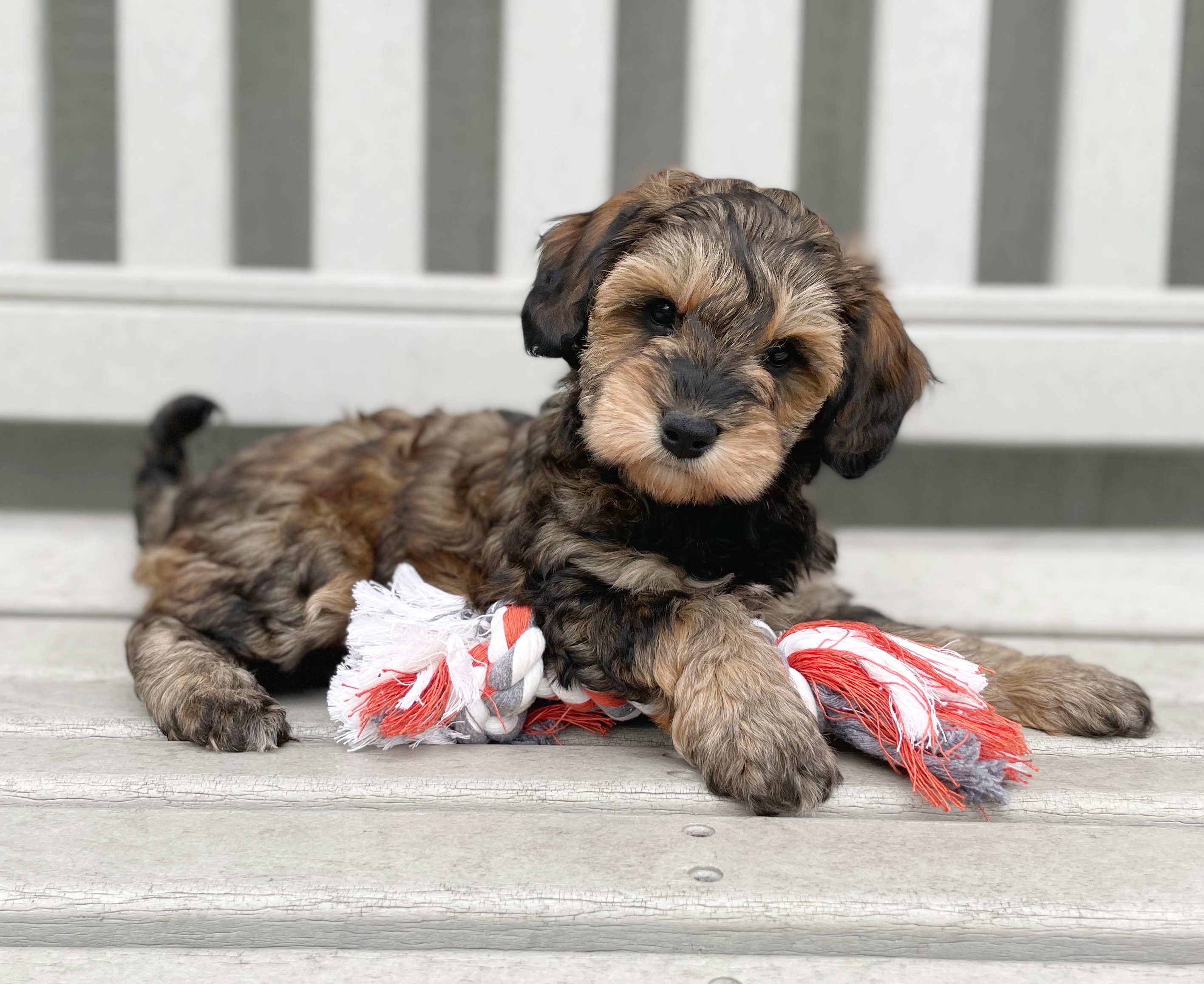 Booths Corner Pet Supply Puppy2