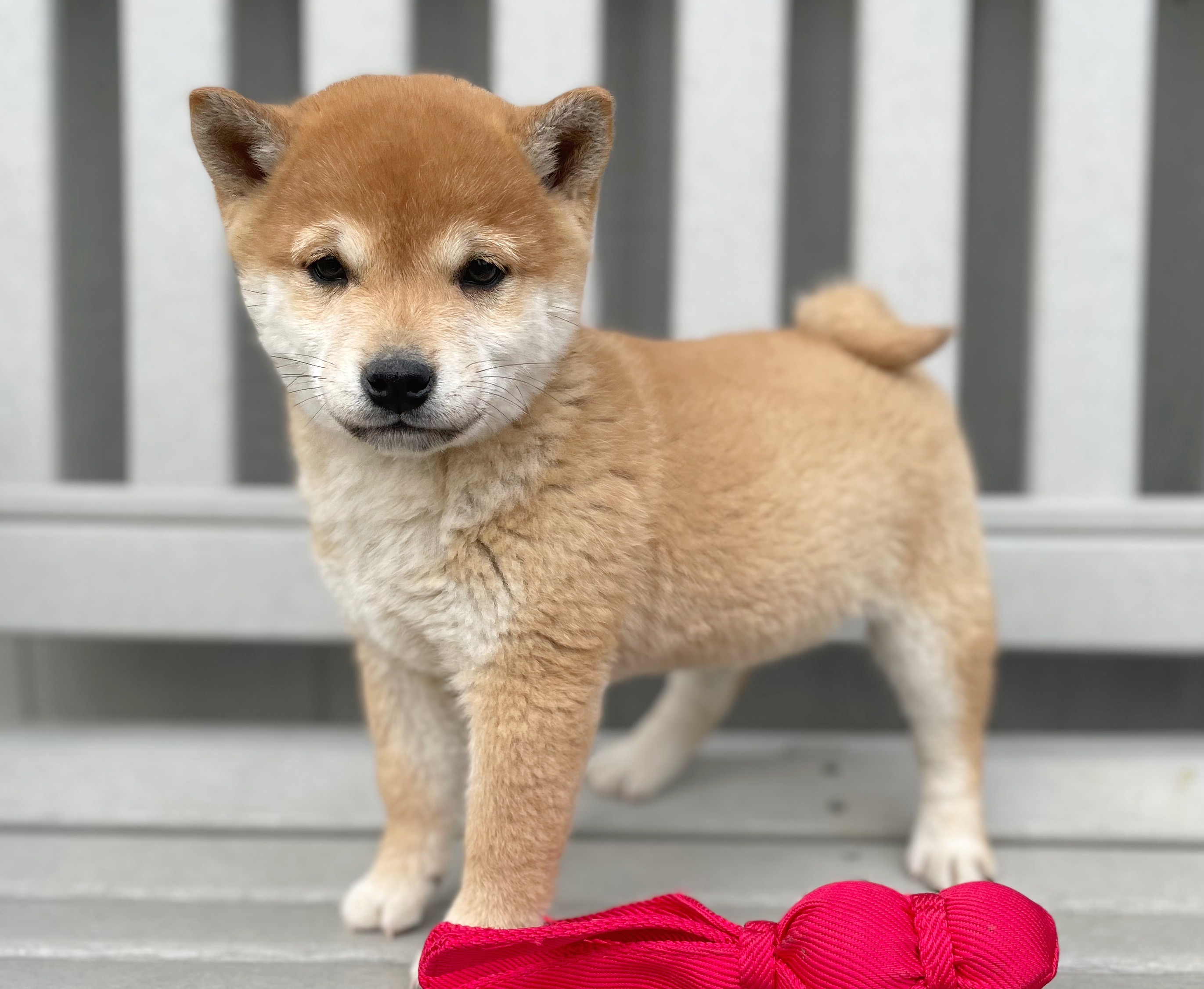 Booths Corner Pet Supply Puppy3