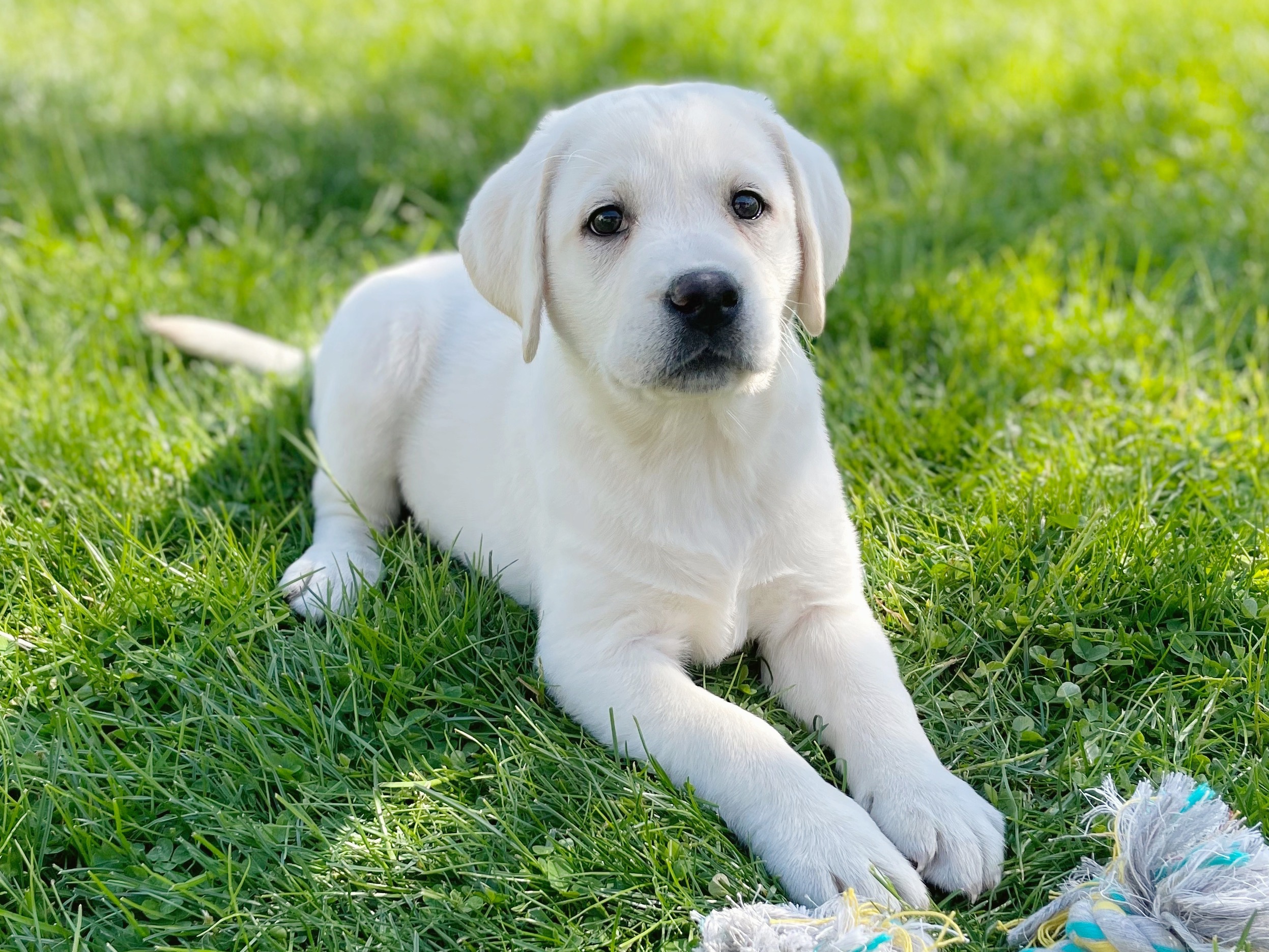 Booths Corner Pet Supply Puppy7